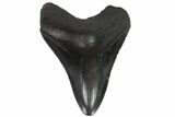 Fossil Megalodon Tooth - South Carolina #88661-2